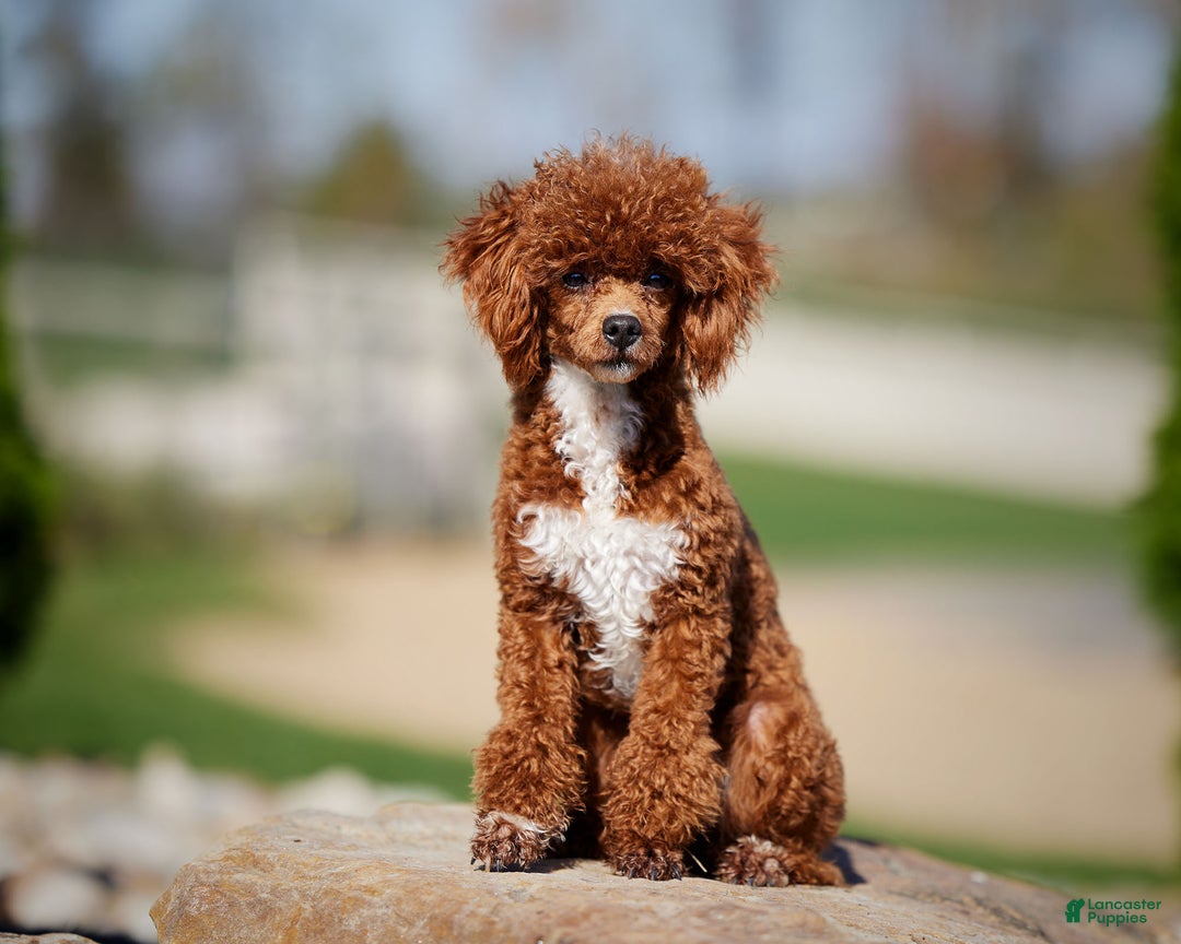Miniature Poodle dogs for sale: Carmen - Ad 12