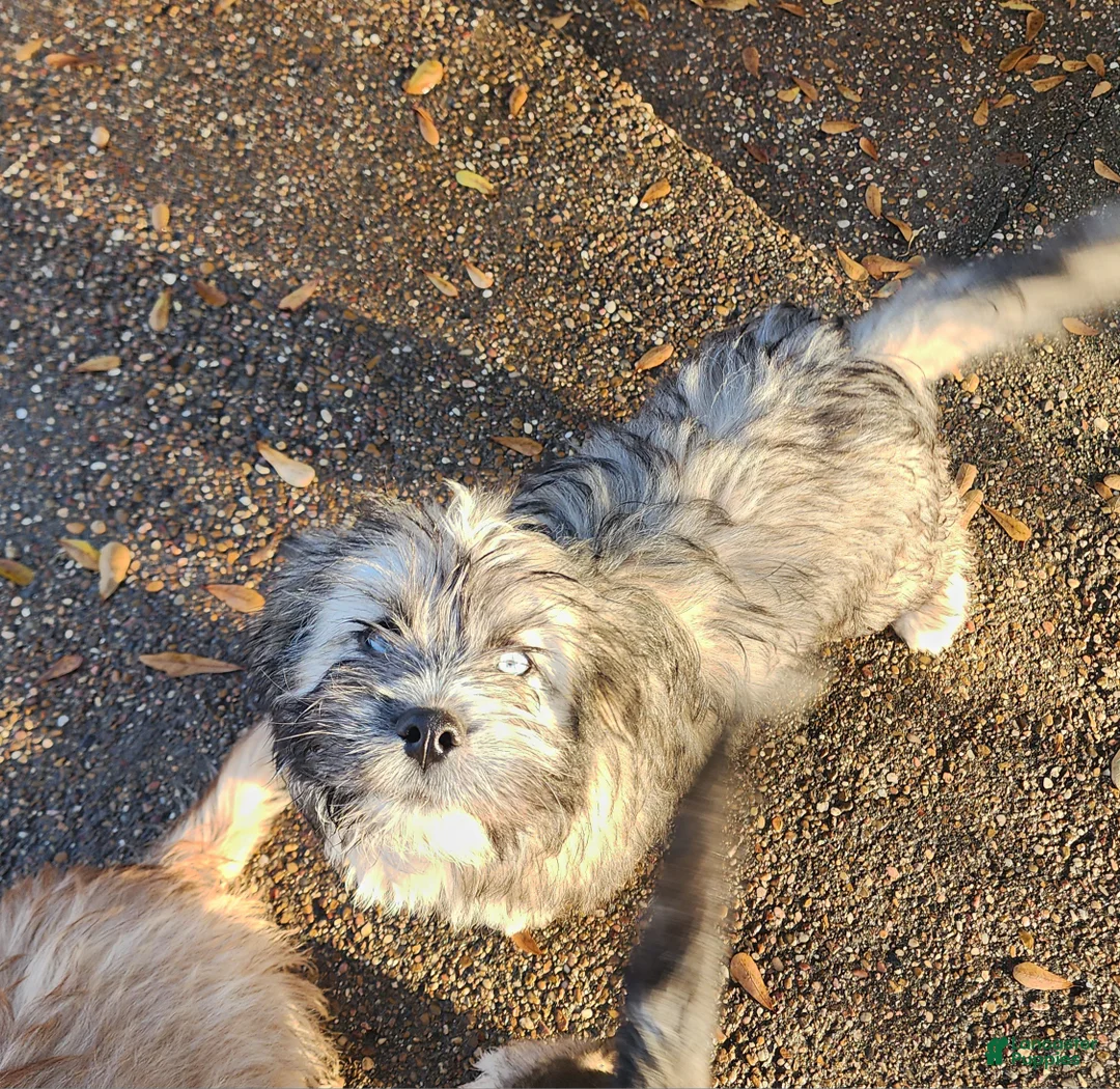 Mixed Breed dogs for sale: Mixed Breed Puppy 3 - Ad 2