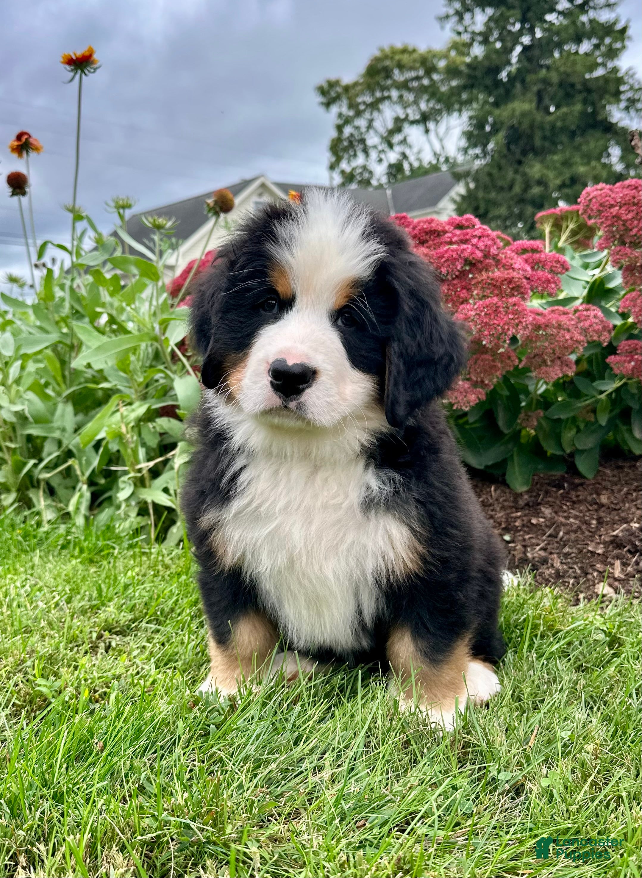 Hunter (Bernese, Male) in Myerstown, PA