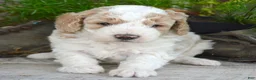 Mini Goldendoodle dogs for sale: Danny Micro Goldendoodle  - Ad 2