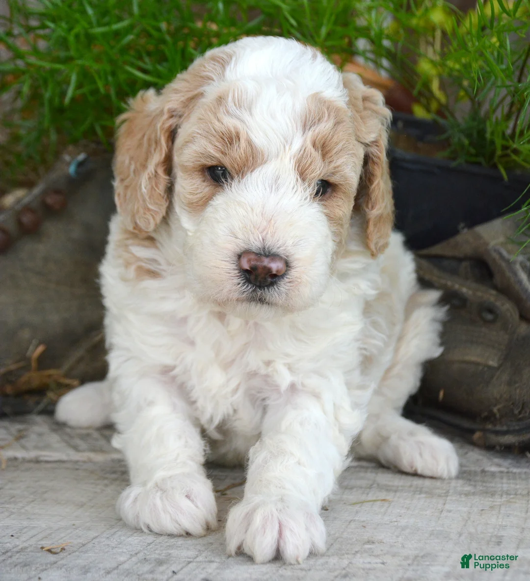 Mini Goldendoodle dogs for sale: Danny Micro Goldendoodle  - Ad 2