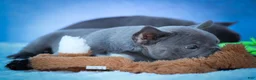 Frenchton dogs for sale: Quest - Ad 21