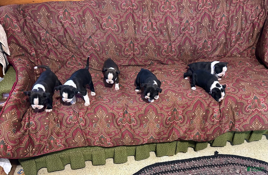 Boston Terrier dogs for sale: Boston Terrier Puppy 3 - Ad 3