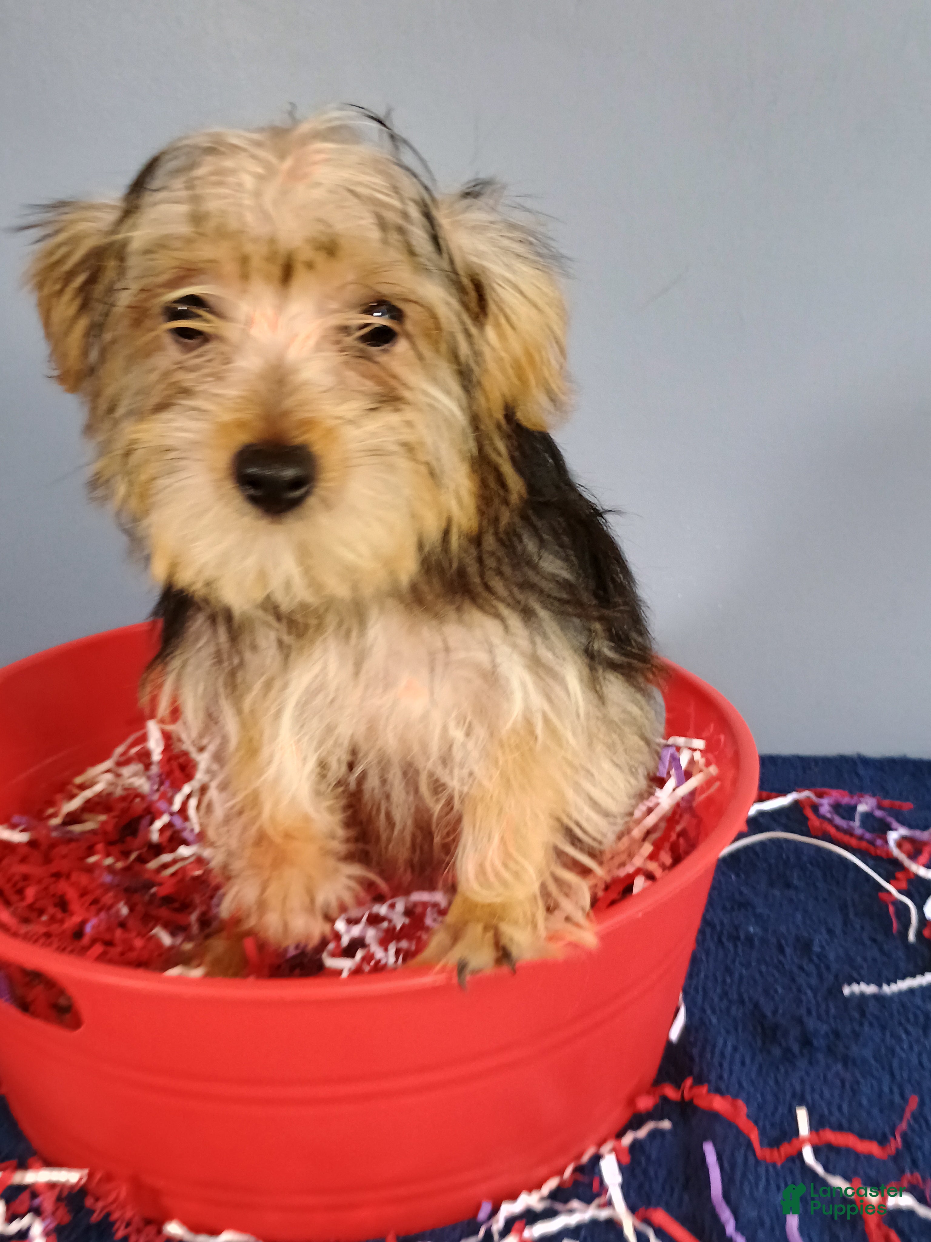 Yorkshire Terrier dogs Yorkshire Terrier 3 - Ad 24