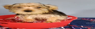 Yorkshire Terrier 3