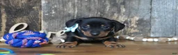 Miniature Dachshund dogs for sale: Treyton - Ad 5