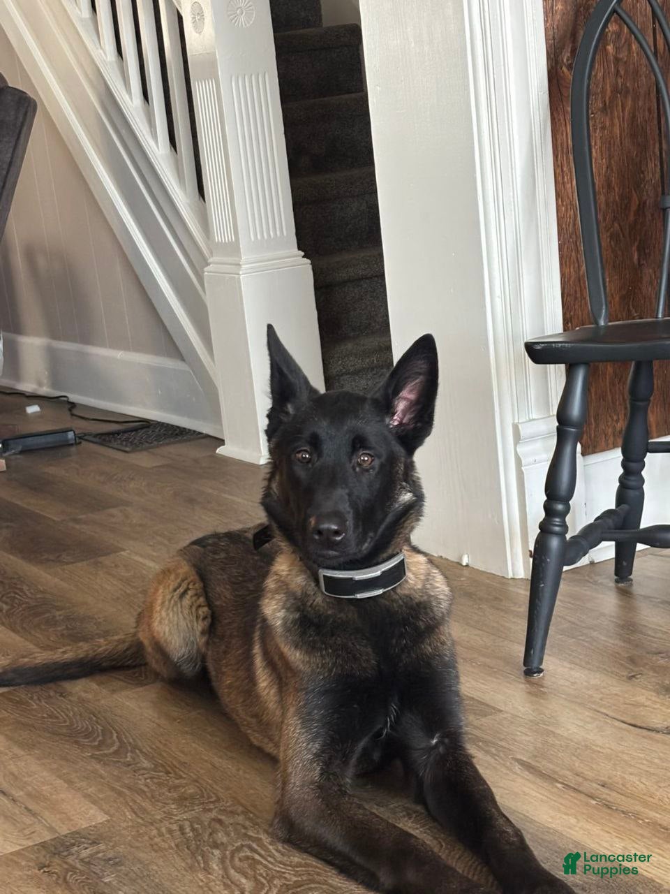 Belgian Malinois dogs Piper  - Ad 1