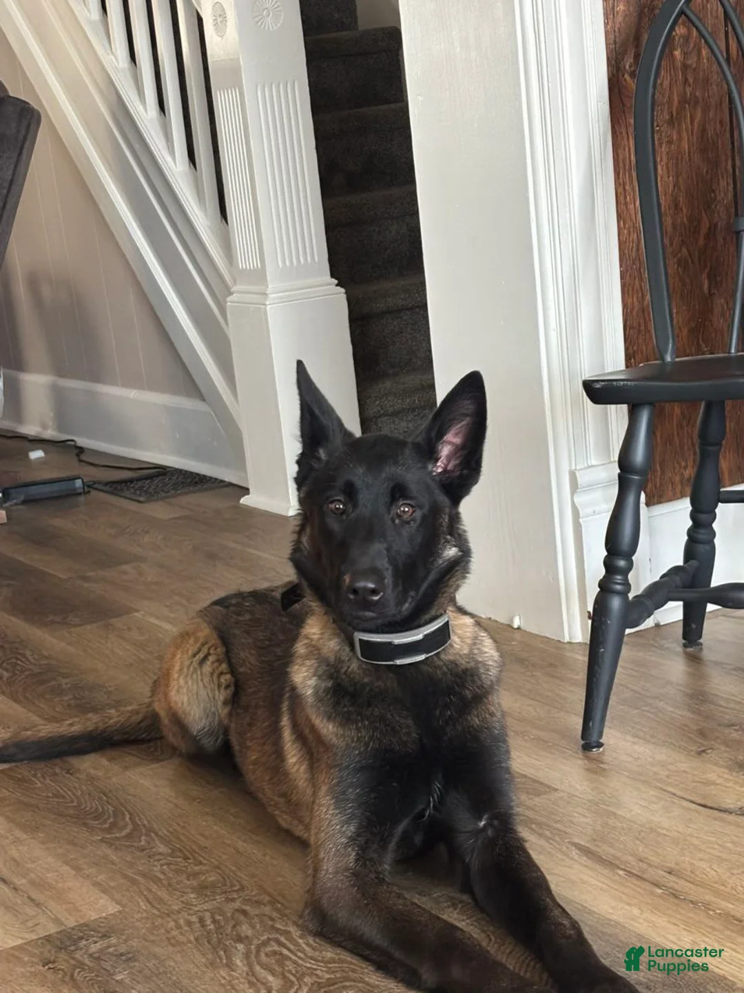Belgian Malinois dogs for sale: Piper  - Ad 1
