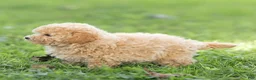 Maltipoo dogs for sale: Millie Maltipoo  - Ad 3