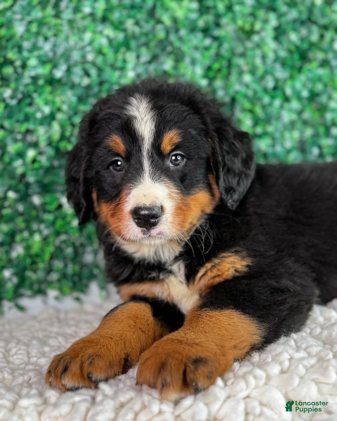 Bernese Mountain Dog dogs for sale:  Bentley  - Ad 2
