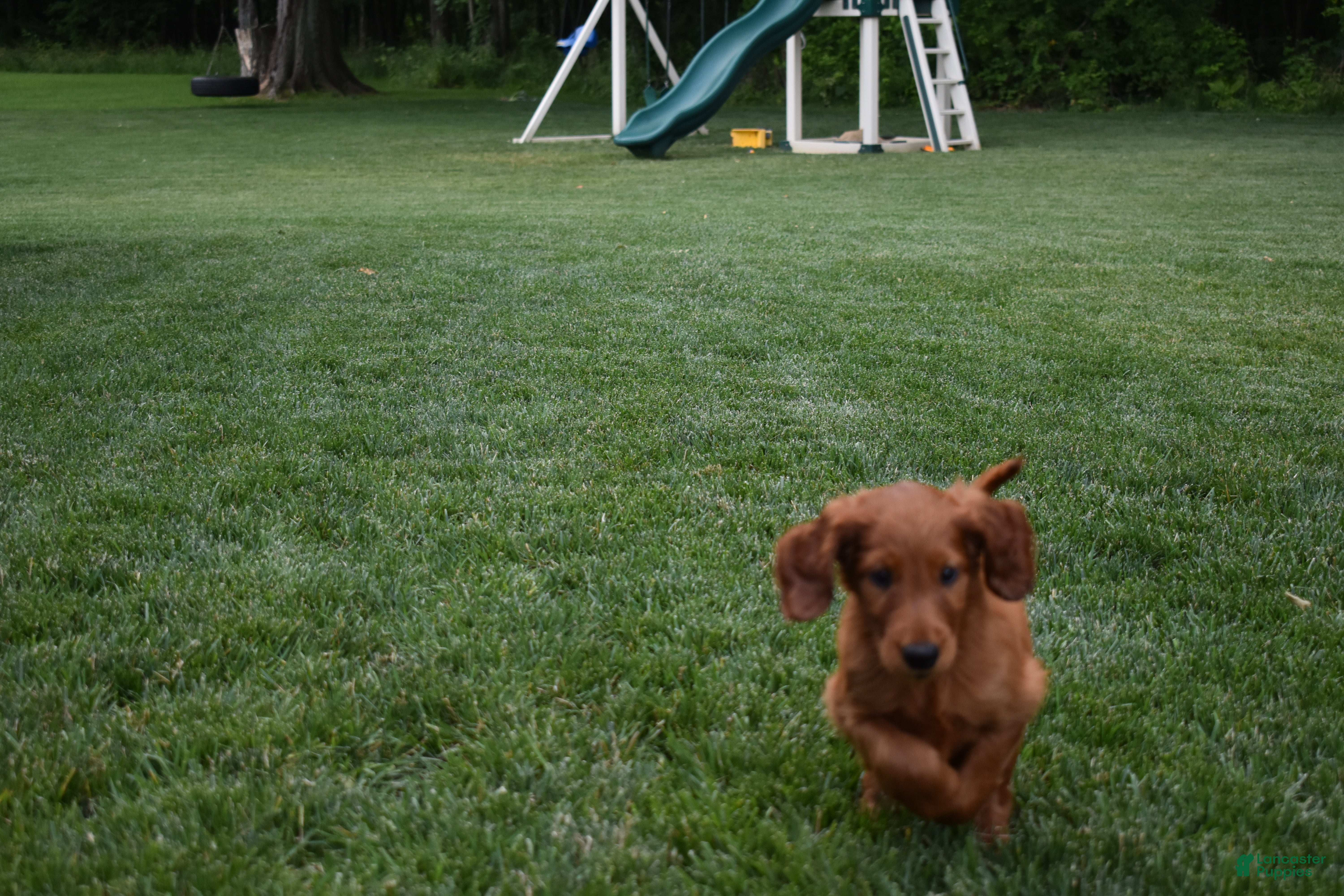 Irish Setter dogs Shelia - Ad 2
