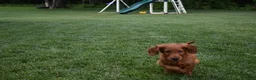 Irish Setter dogs for sale: Shelia - Ad 2