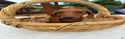 Miniature Dachshund dogs for sale: Bob - Ad 3
