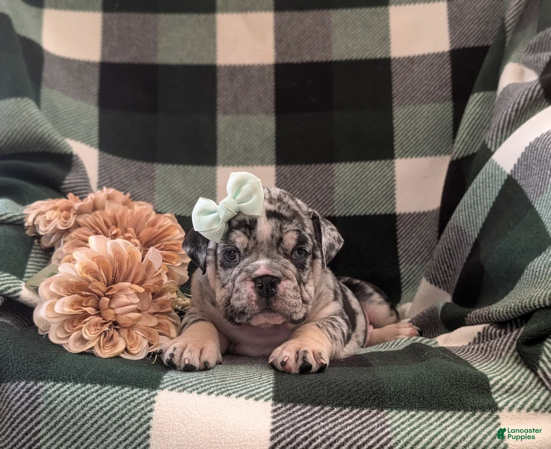 English Bulldog dogs for sale: Trixie - Ad 5