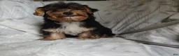 Yorkshire Terrier dogs for sale: Freddiola - Ad 5