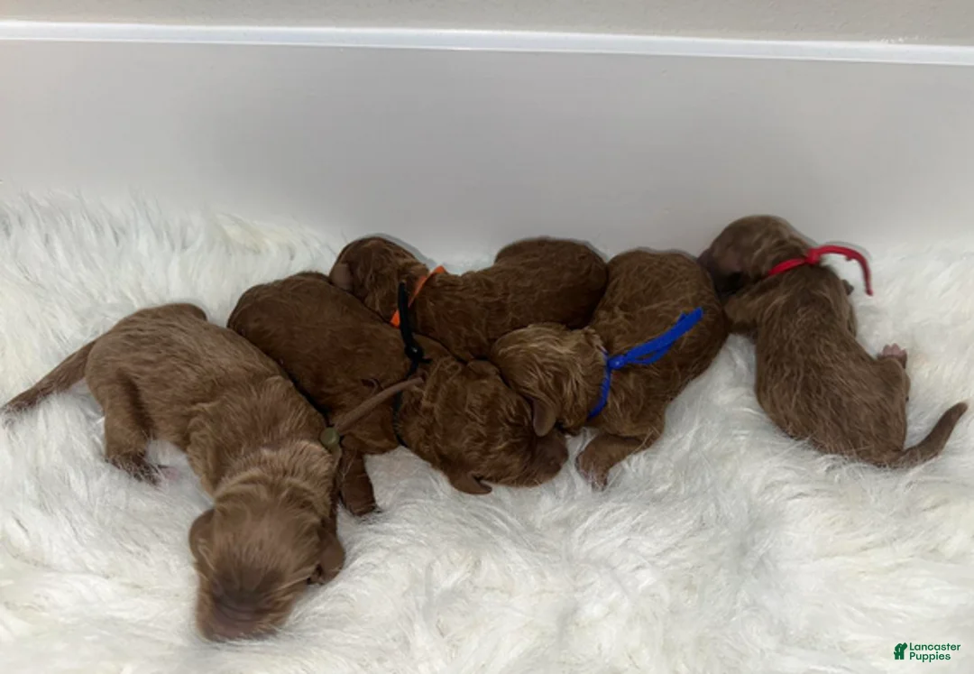 Goldendoodle dogs for sale: Orange boy - Ad 4