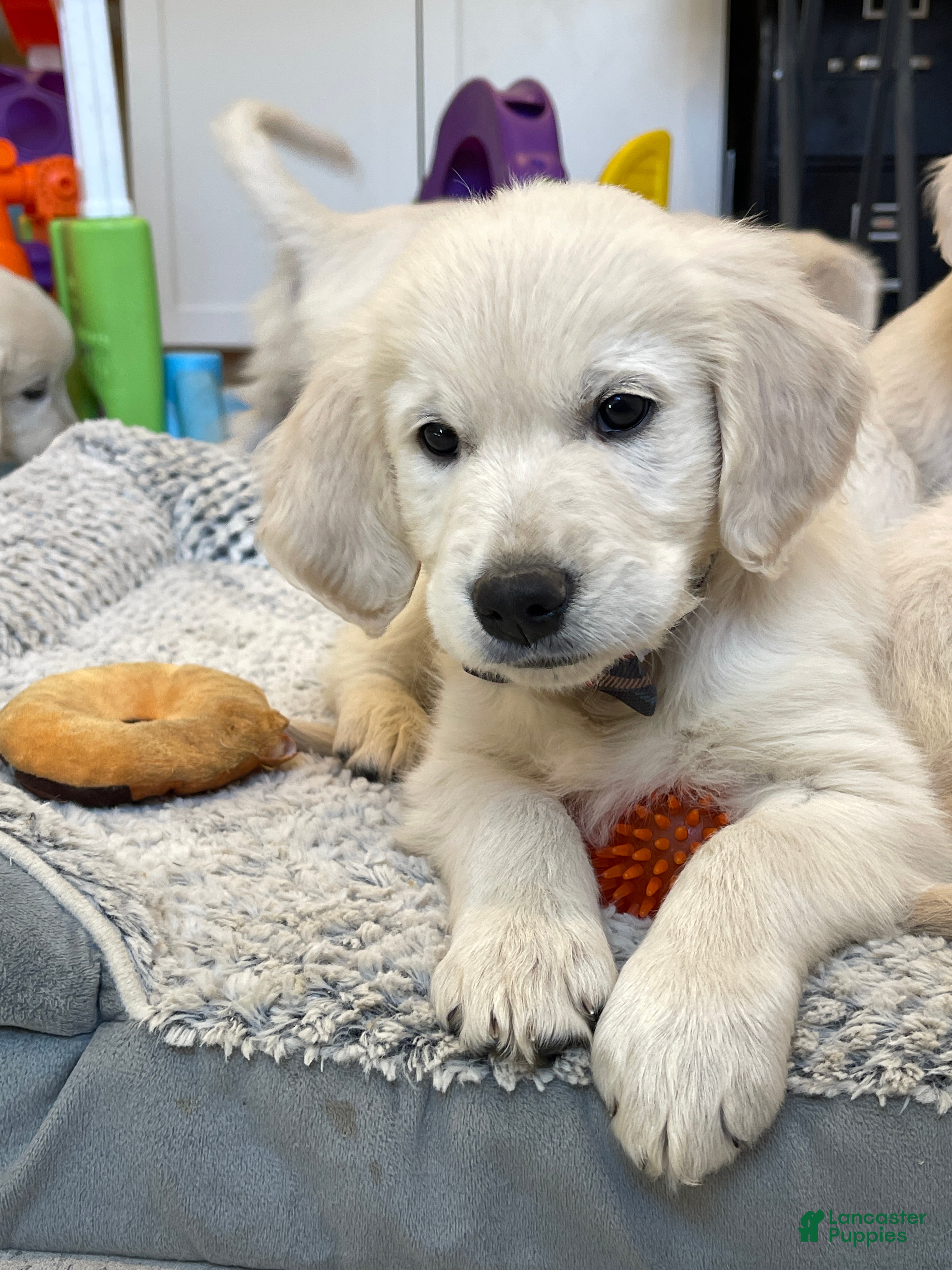 Golden Retriever dogs Cookies N Cream  - Ad 1