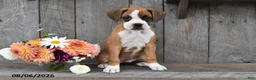 Boxer dogs for sale: Gracie - Ad 5