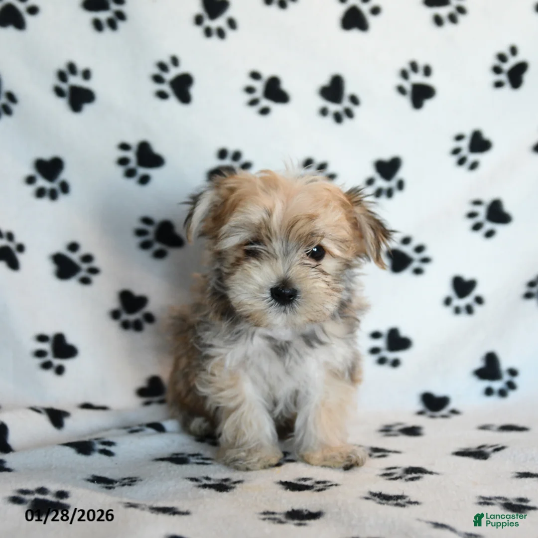 Morkie dogs for sale: Nugget - Ad 1