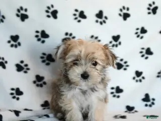 Morkie dogs Nugget - Ad 9