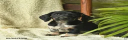 Miniature Dachshund dogs for sale: Kit Kat  - Ad 1