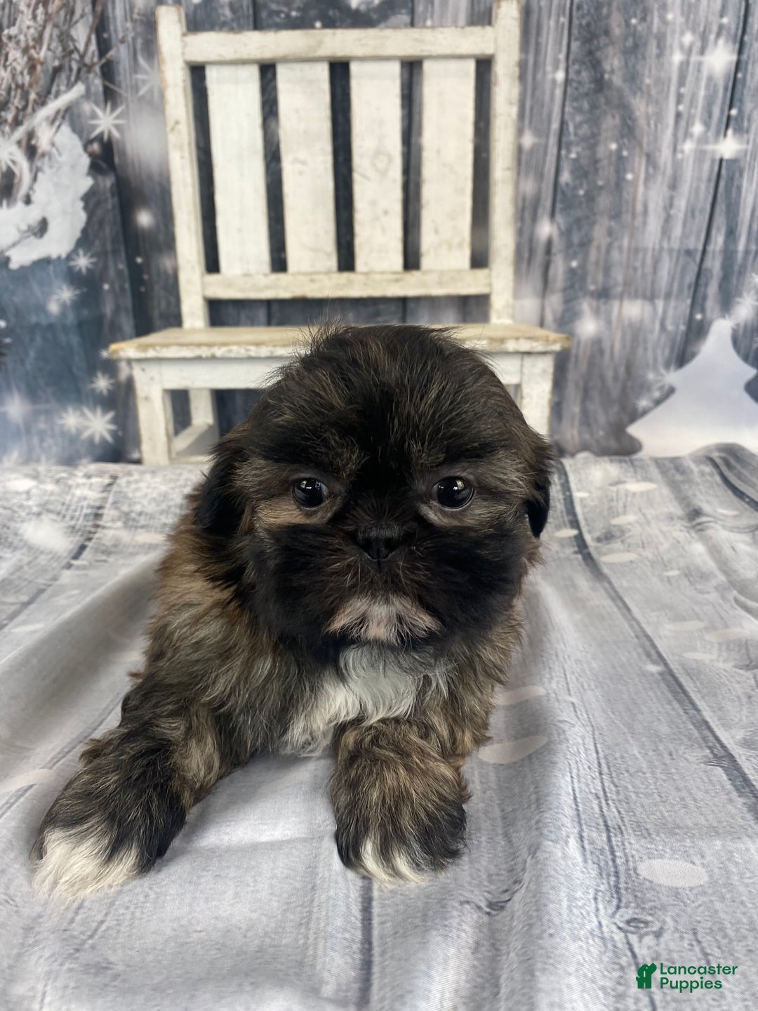 Shih Tzu dogs for sale: Snickers - Ad 3
