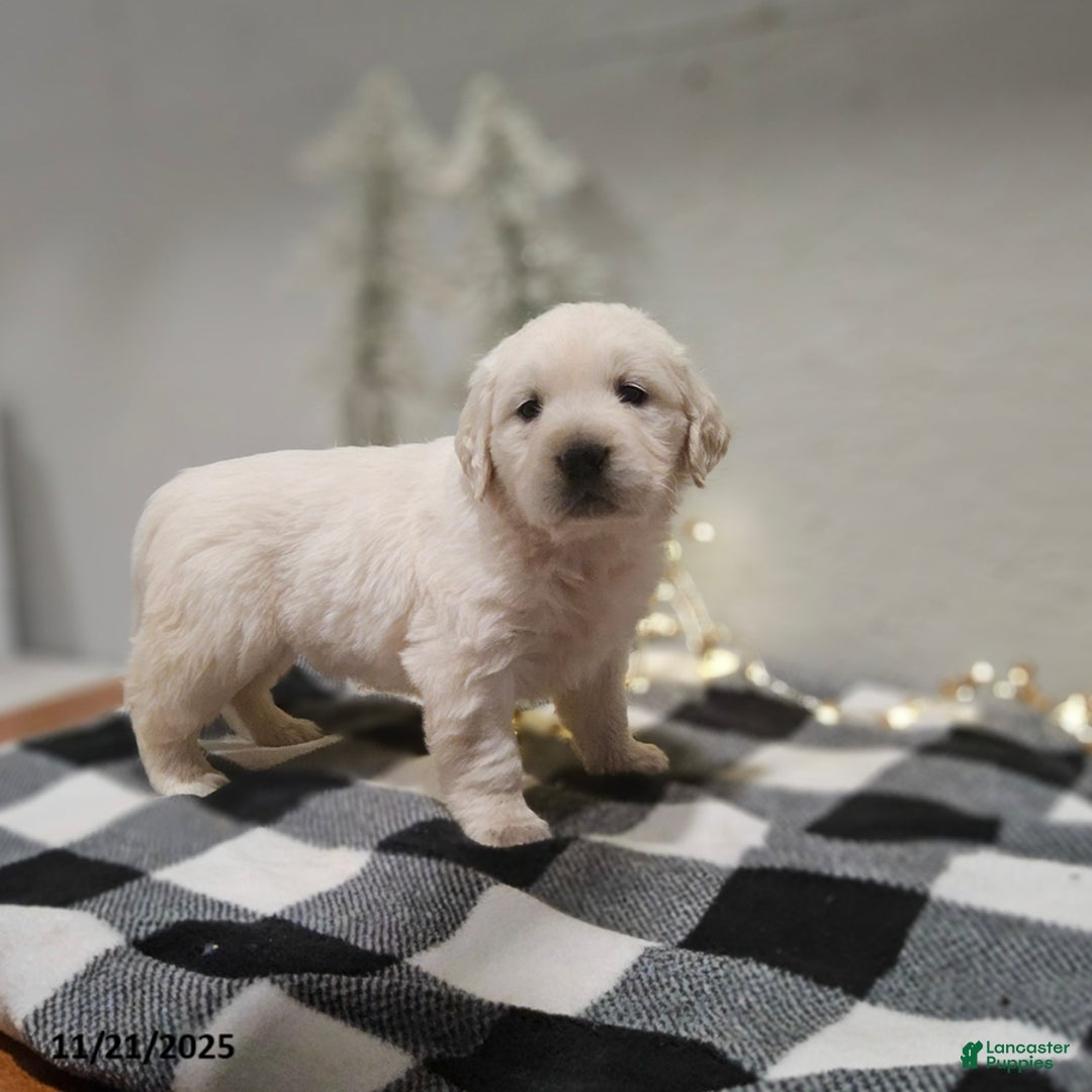 Golden Retriever dogs for sale: Everly - Ad 1