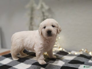 Golden Retriever dogs Everly - Ad 9