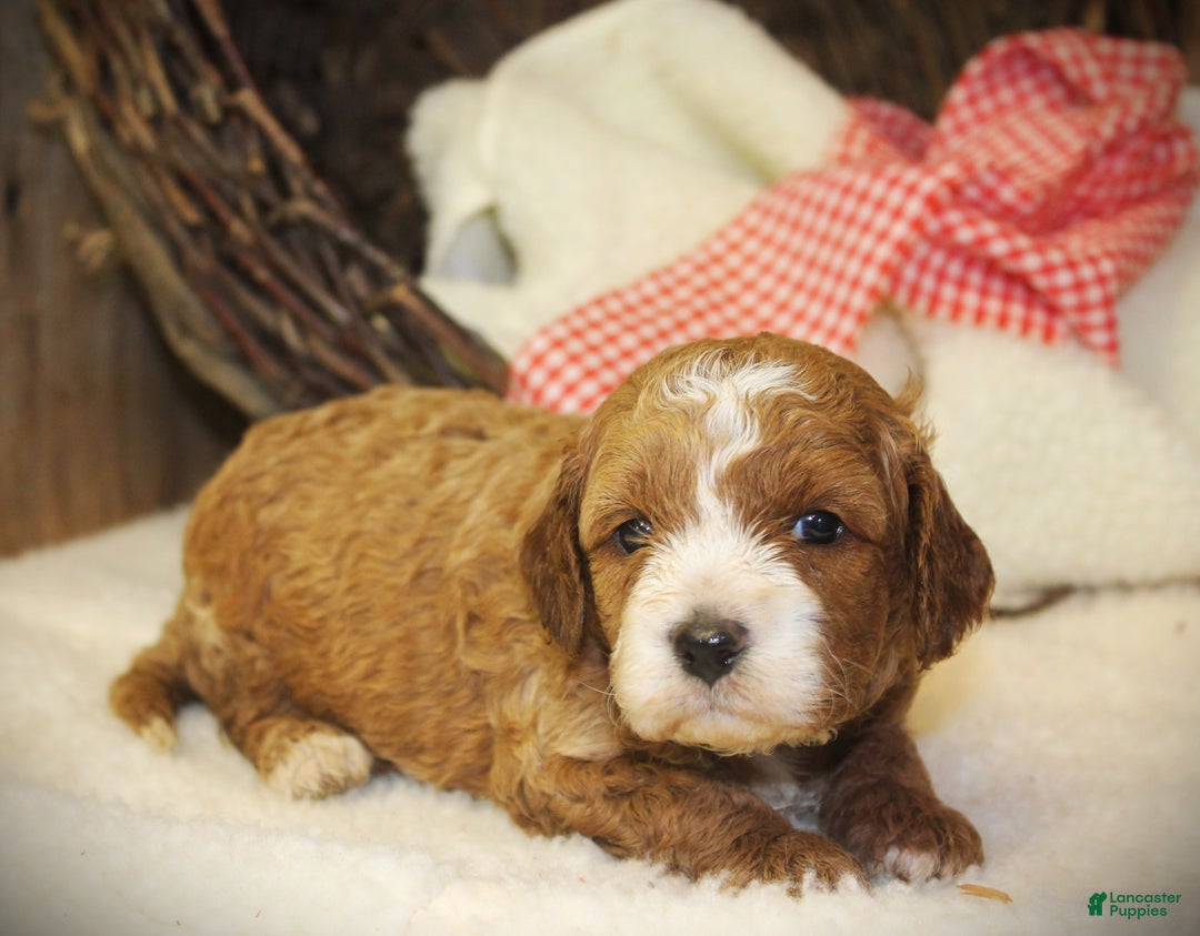 Cavapoo dogs for sale: Tara - Ad 4