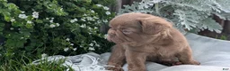 French Bulldog dogs for sale: Ozzy - Ad 3