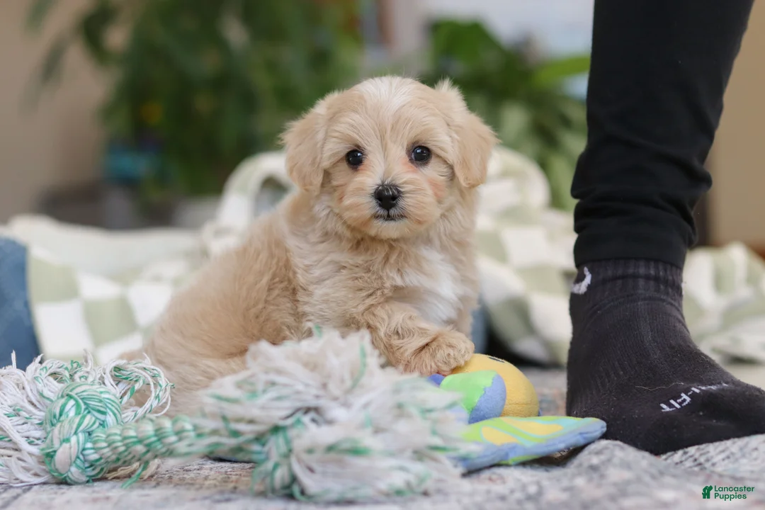 Maltipoo dogs for sale: Waffles - Ad 12