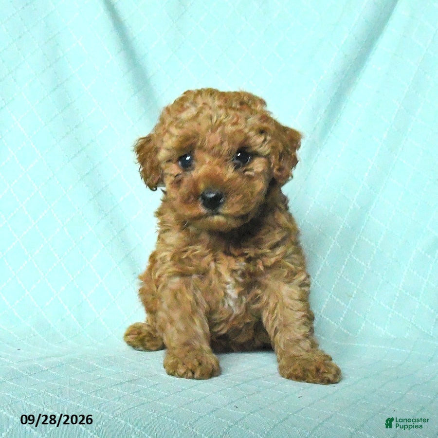 Toy Poodle dogs Rosie - Ad 2