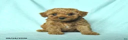 Toy Poodle dogs for sale: Rosie - Ad 2