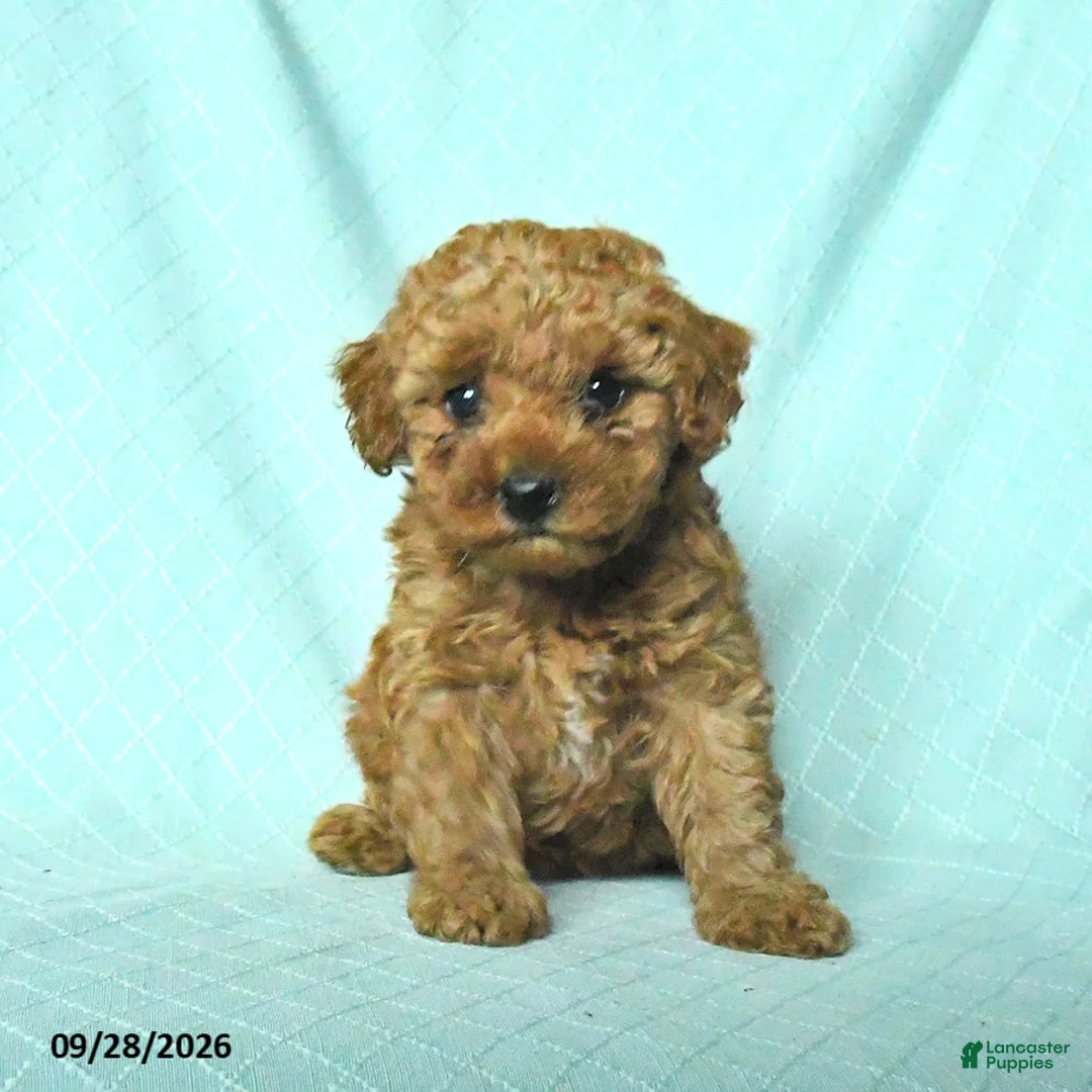 Toy Poodle dogs for sale: Rosie - Ad 2