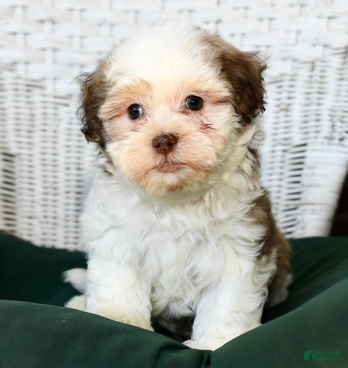 Havanese dogs Benji - Ad 31
