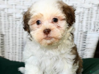 Havanese dogs - Ad 35