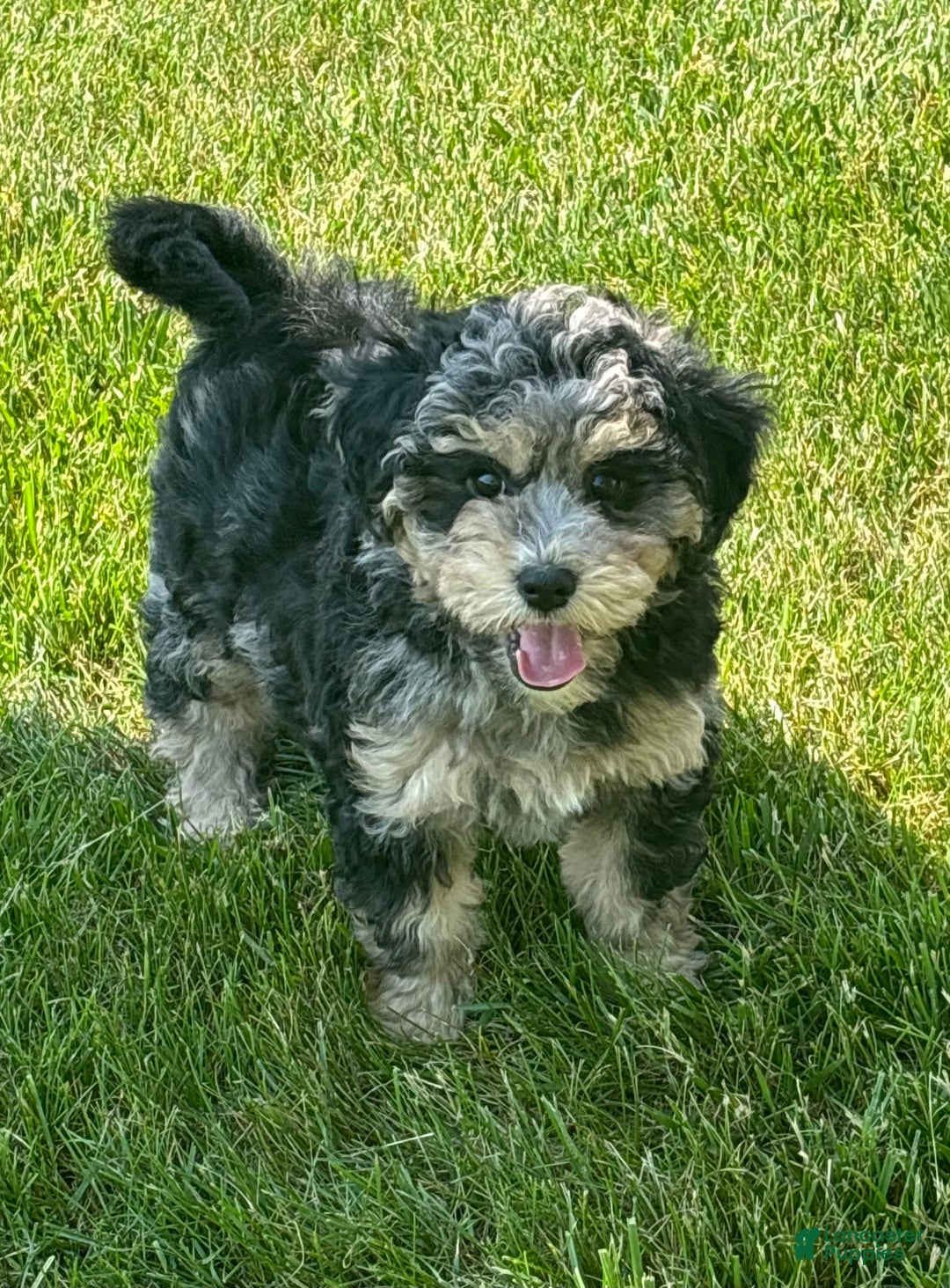 Gallery Image {{count}}