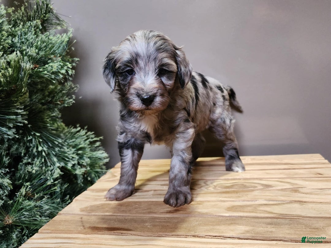 Mini Bernedoodle dogs for sale: Blitz - Ad 3