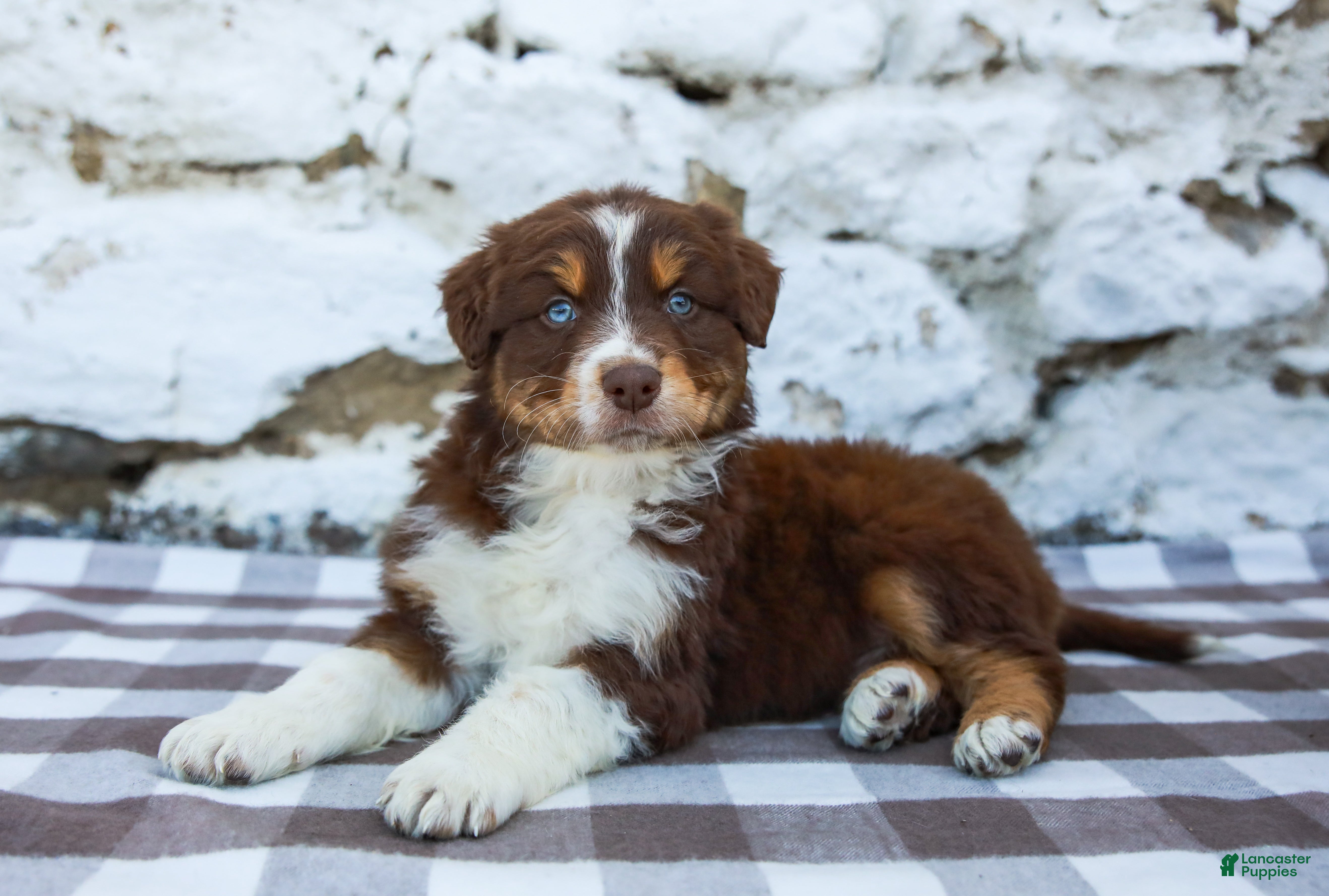 Australian Shepherd dogs Mister - Ad 1