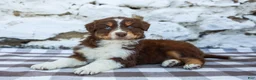 Australian Shepherd dogs for sale: Mister - Ad 5