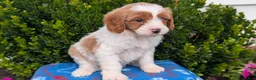 Cavapoo dogs for sale: Namor - Ad 6