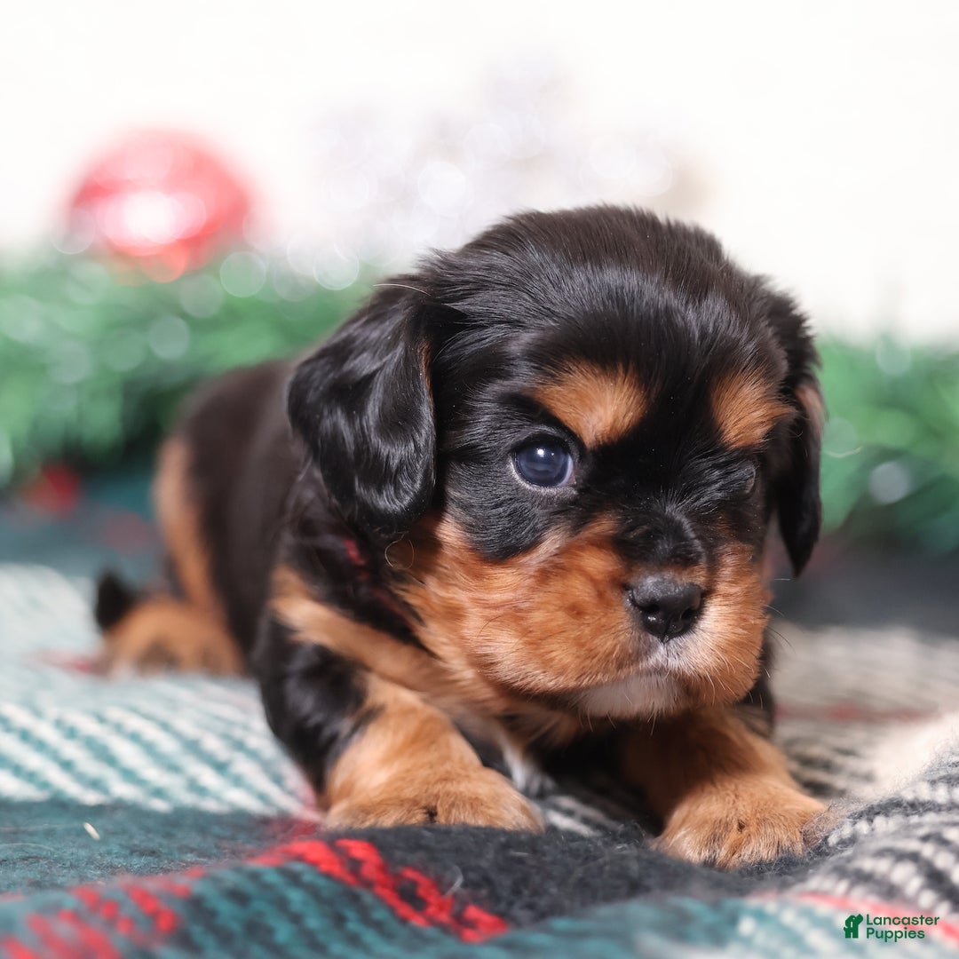 Cavalier King Charles Spaniel dogs for sale: Rudy | Genetically Screened  - Ad 5