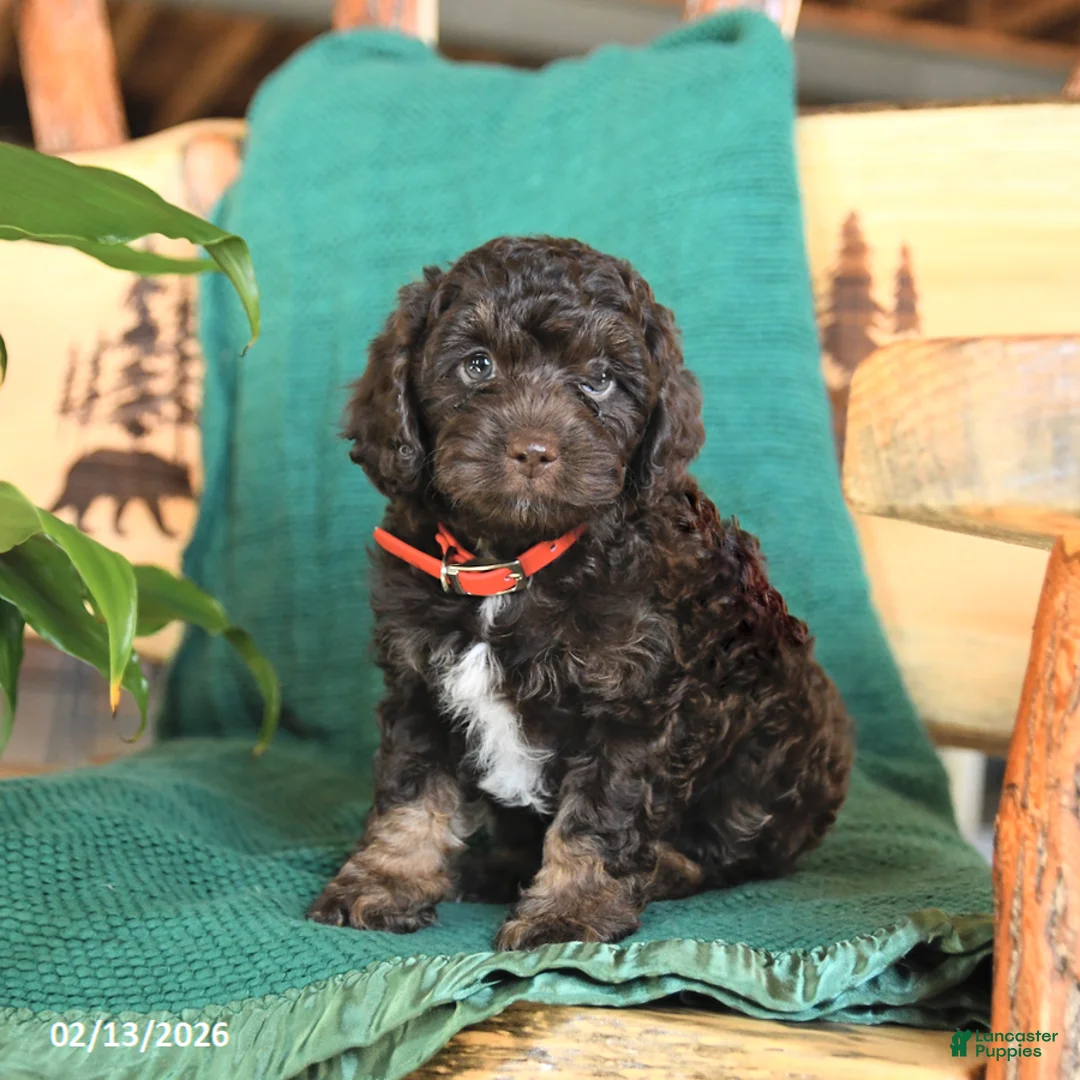 Cockapoo dogs for sale: Monty - Ad 1