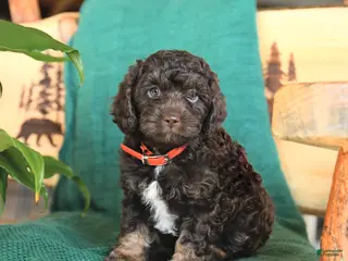 Cockapoo dogs for sale: Monty - Ad 2