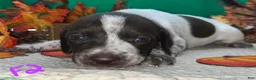 German Shorthaired Pointer dogs for sale: F2 - Ad 4