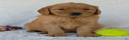 Golden Retriever dogs for sale: Miss Honey  - Ad 5