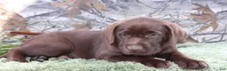 Labrador Retriever dogs for sale: Tucker - Ad 3