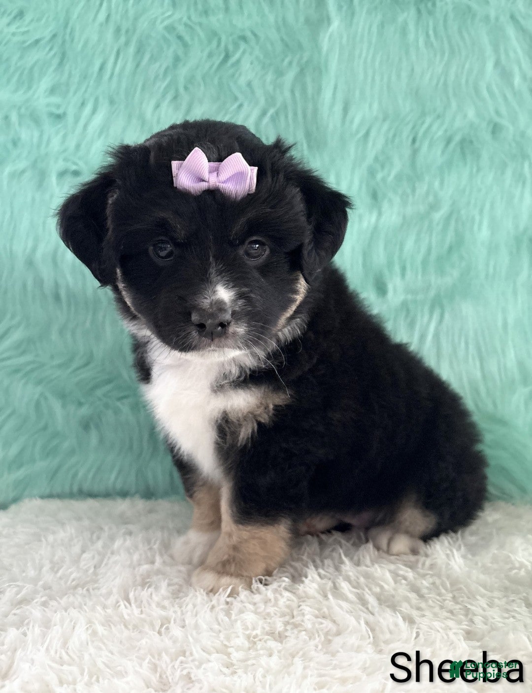Miniature Australian Shepherd dogs Sheeba - Ad 1