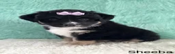 Miniature Australian Shepherd dogs for sale: Sheeba - Ad 1