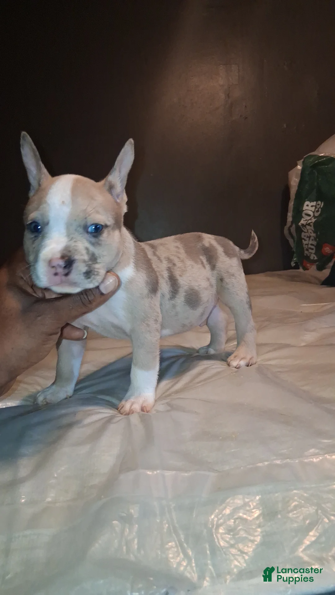 American Bully dogs for sale: American Bully 2 - Ad 2